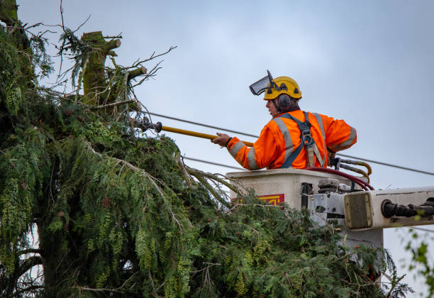 How Our Tree Care Process Works  in  Glencoe, IL